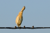 46498 Ardea ralloides (Sgarza ciuffetto)
